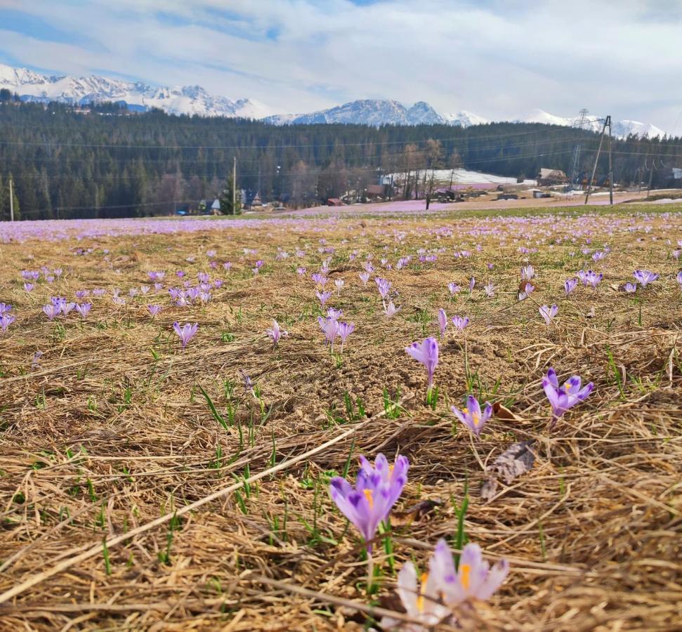 Willa Juna Tatry Nowe Bystre Eksteriør bilde
